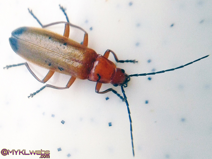 ~A Collection Of Close-Up Photographs of Bugs & Insects by Mykl~