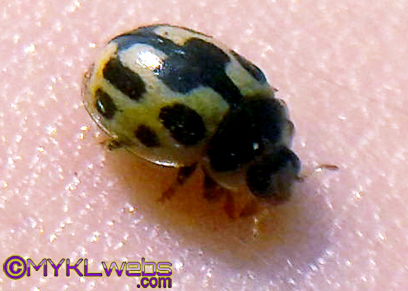~A Collection Of Close-Up Photographs of Bugs & Insects by Mykl~