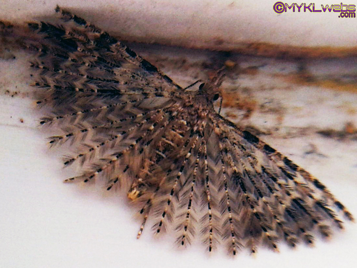 ~A Collection Of Close-Up Photographs of Bugs & Insects by Mykl~