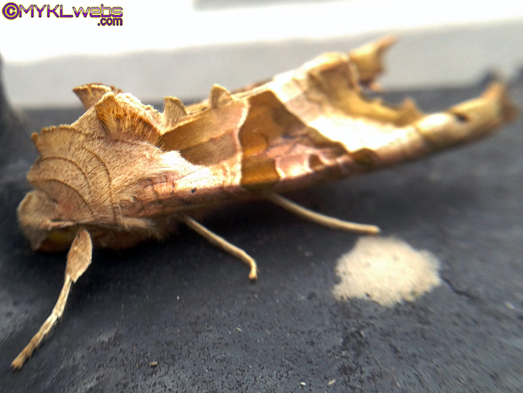 ~A Collection Of Close-Up Photographs of Bugs & Insects by Mykl~