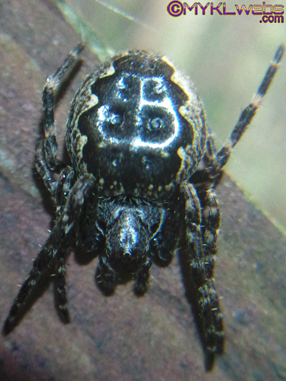~A Collection Of Close-Up Photographs of Bugs & Insects by Mykl~