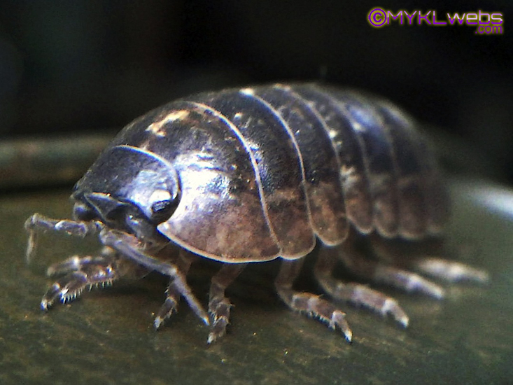 ~Woodlouse, by Mykl~
