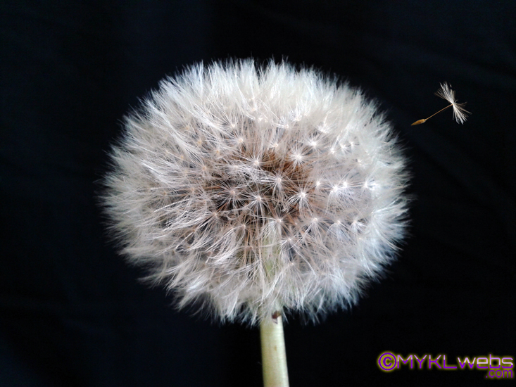 ~A Collection Of Pictures From Close-Ups To Odd Things That Have Caught Mykl's Eye~
