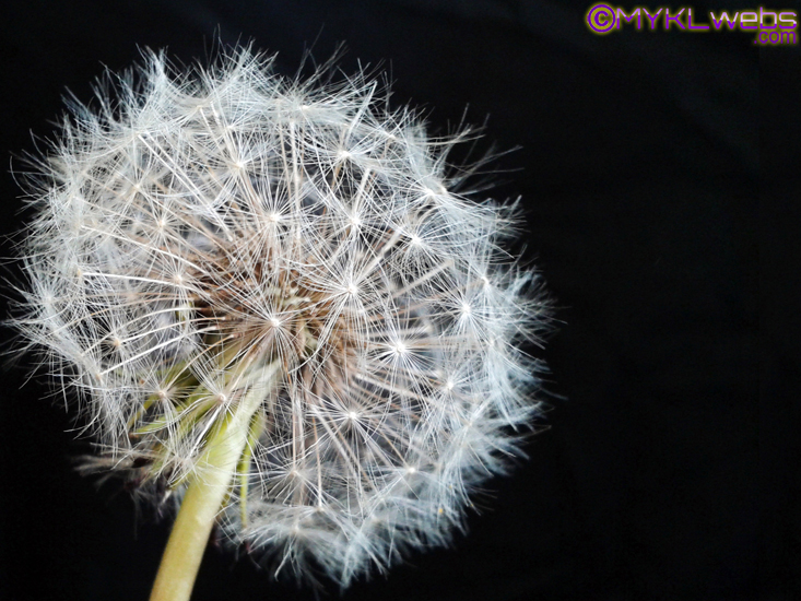 ~Dandelion, by Mykl~
