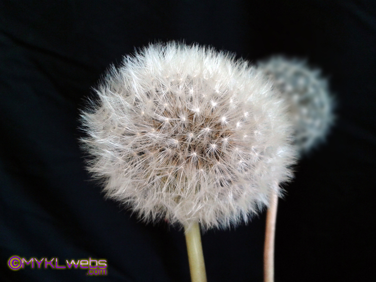 ~Dandelion, by Mykl~