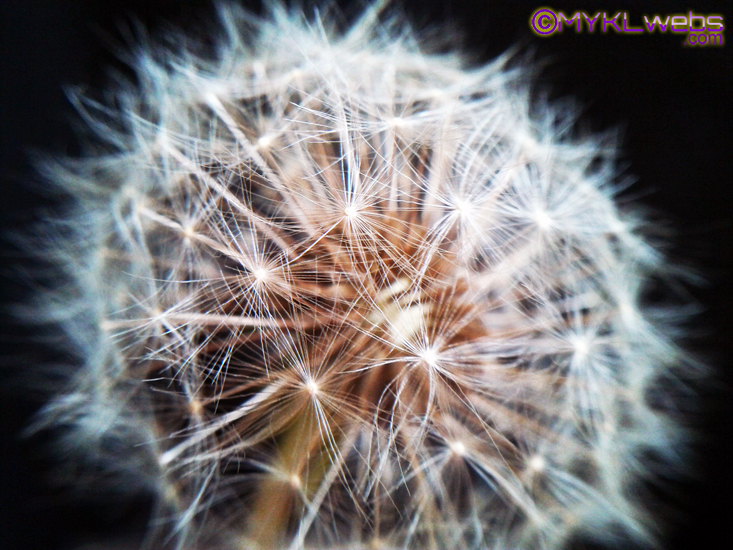 ~Dandelion, by Mykl~