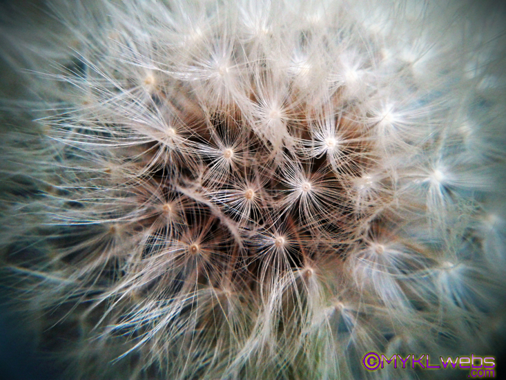 ~Dandelion, by Mykl~