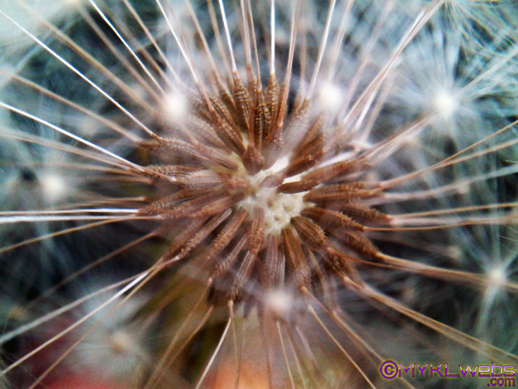 ~Dandelion, by Mykl~