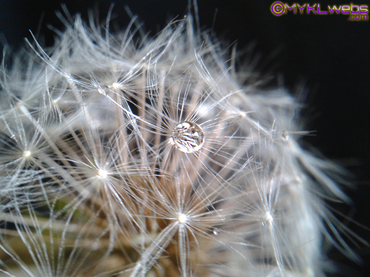 ~Dandelion, by Mykl~