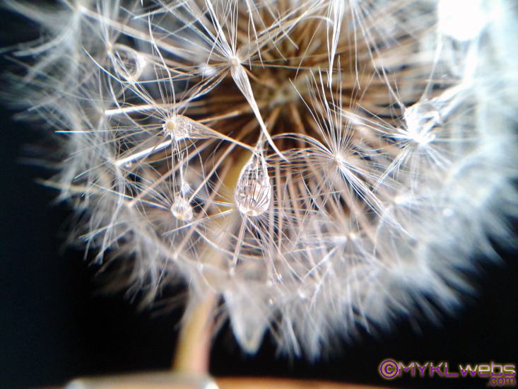~Dandelion, by Mykl~