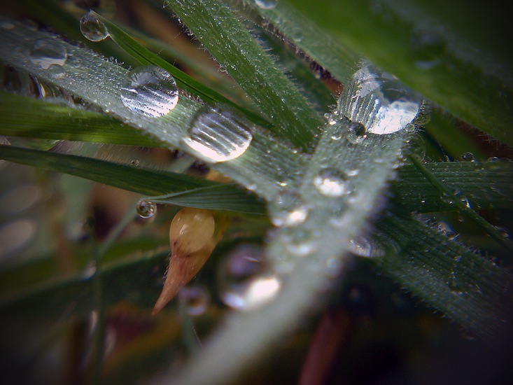 ~A Collection Of Close-Up Photographs Of Plants by Mykl~