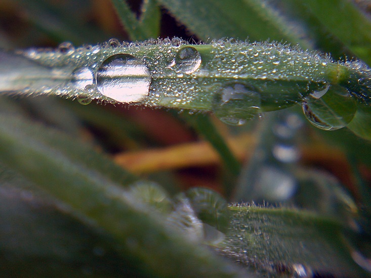 ~A Collection Of Close-Up Photographs Of Plants by Mykl~