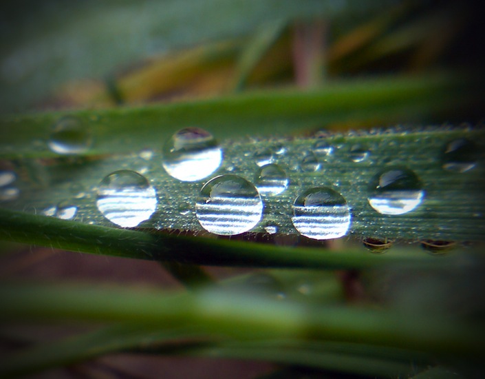 ~A Collection Of Close-Up Photographs Of Plants by Mykl~