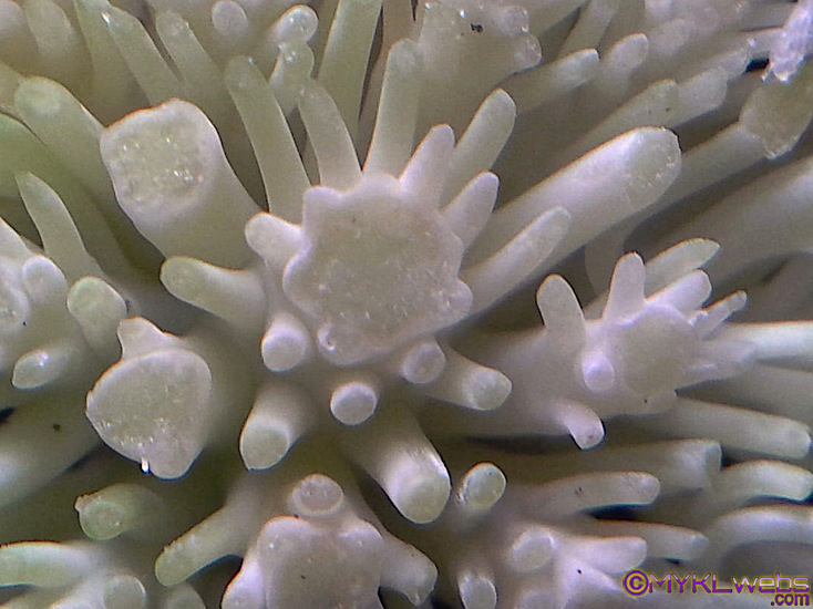 ~A Collection Of Close-Up Photographs by Mykl~