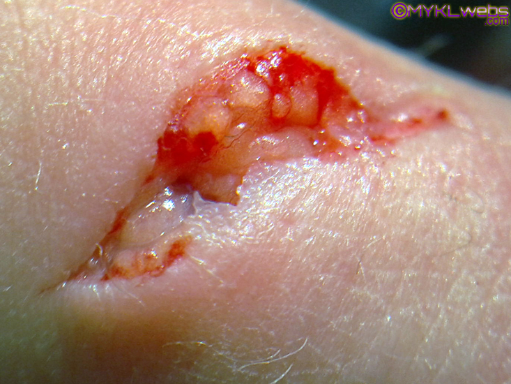 ~A Collection Of Close-Up Photographs by Mykl~