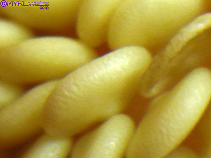 ~A Collection Of Close-Up Photographs by Mykl~