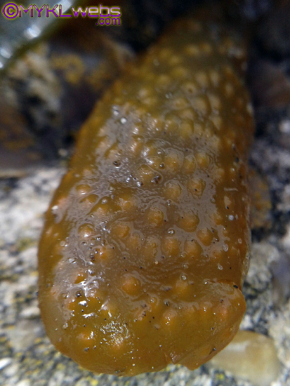 ~A Collection Of Close-Up Photographs by Mykl~